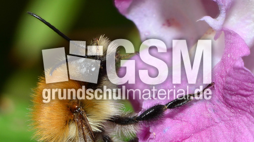 Ackerhummel (10).JPG